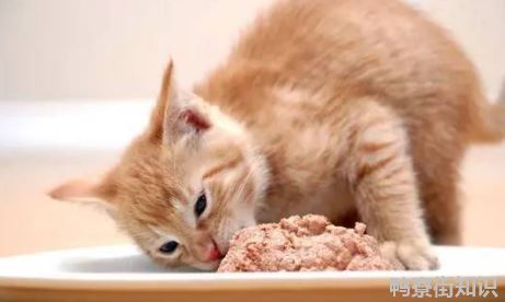 猫咪吃鸡胸肉多久一次1