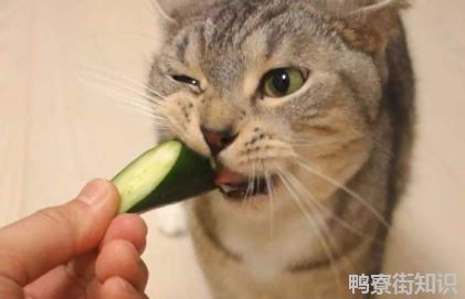 猫吃黄瓜能生吃吗1