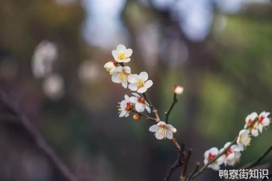 躲春白天可以见阳光吗2