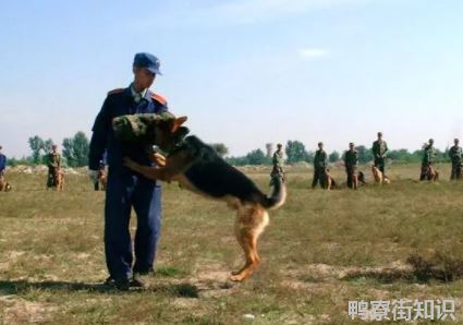 中国的军犬有哪种3